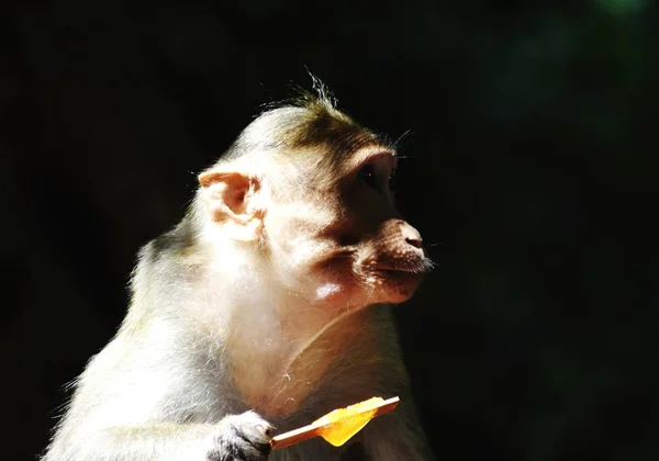 Un mono está comiendo algo. — Foto de Stock