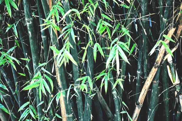 Bambusowe Drzewa Moim Ogrodzie — Zdjęcie stockowe