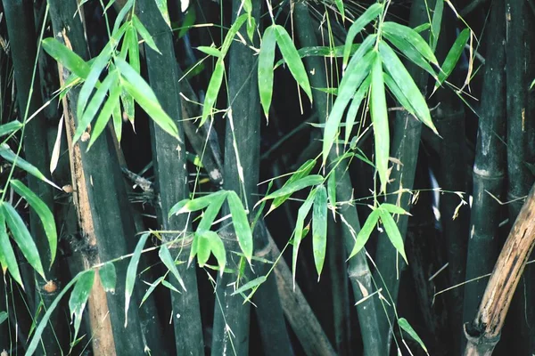 Alberi Bambù Nel Mio Giardino — Foto Stock