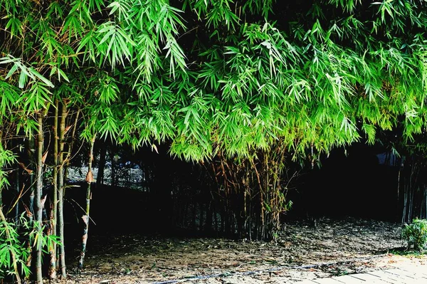 我花园里的竹树 — 图库照片