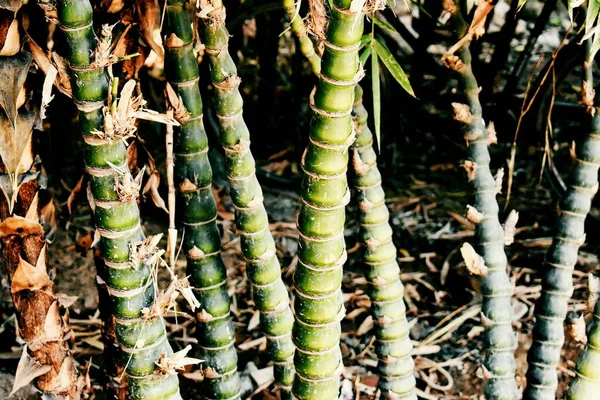 Bambu Árvores Meu Jardim — Fotografia de Stock