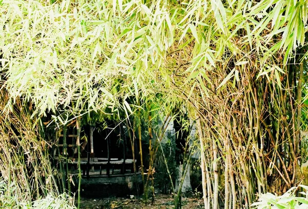 Alberi Bambù Nel Mio Giardino — Foto Stock