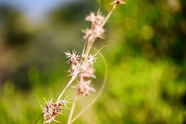 Gras Und Seine Blumen — Stockfoto