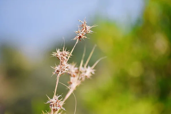 Hierba Sus Flores —  Fotos de Stock