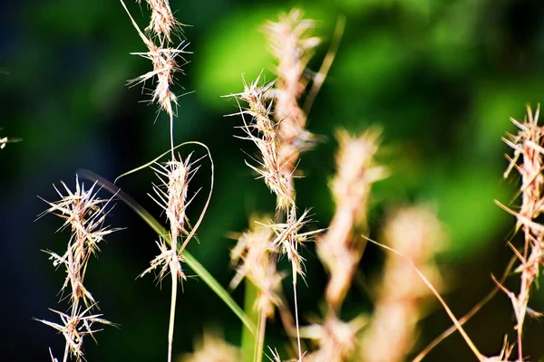 Gras Und Seine Blumen — Stockfoto