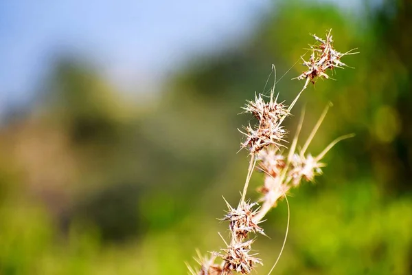 Gras Und Seine Blumen — Stockfoto