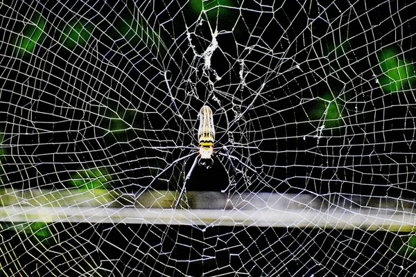 Spinneninsect Spinnenweb Rechtenvrije Stockfoto's