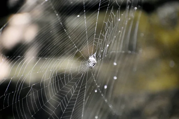 Die Spinne Und Ihr Netz — Stockfoto