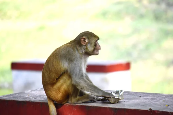 귀여운 원숭이의 — 스톡 사진