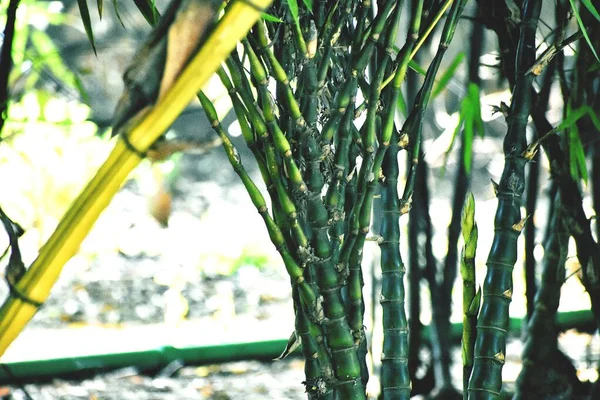 Bambusowe Drzewa Moim Ogrodzie — Zdjęcie stockowe
