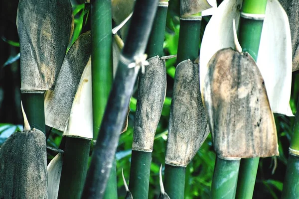 Bahçemdeki Bambu Ağaçları — Stok fotoğraf