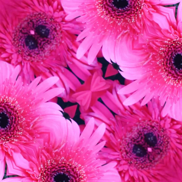 Beautiful Gerbera Flowers Flora Botany Concept — Stock Photo, Image