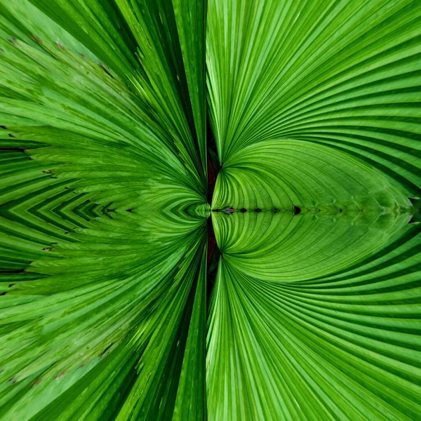 Yeşil Yapraklı Arka Plan Tropik Yaprak — Stok fotoğraf