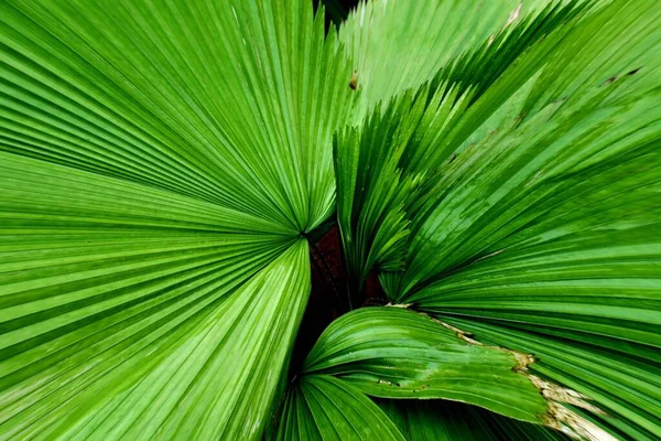 Yeşil Yapraklar Arka Plan Tropikal Bitki Örtüsü — Stok fotoğraf