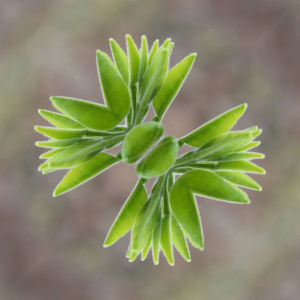 Grüne Blätter Einer Pflanze Garten — Stockfoto