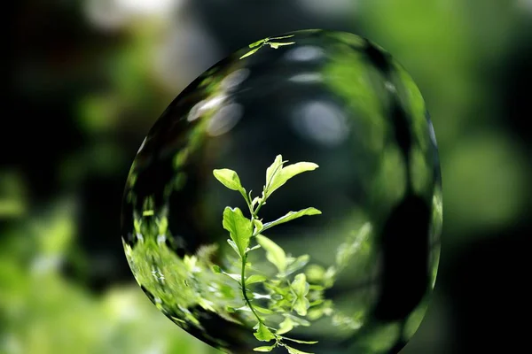 Gröna Blad Ett Glas Med Suddig Bakgrund — Stockfoto