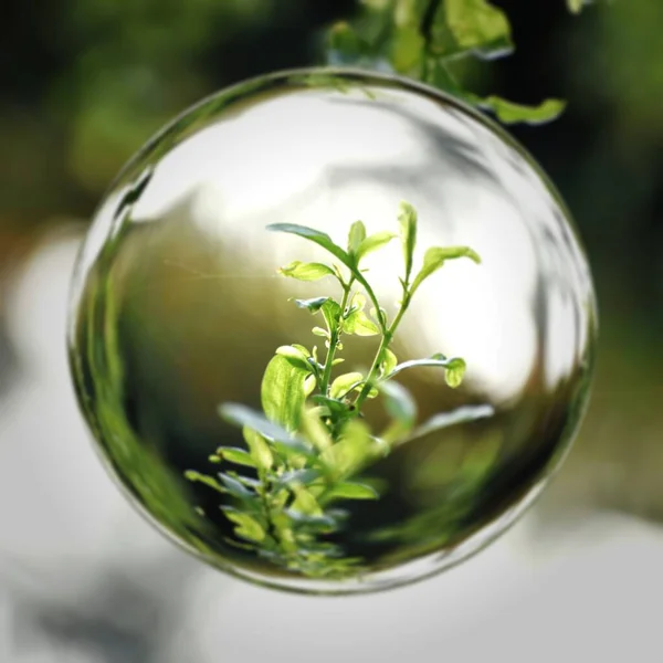 Glas Vatten Med Gröna Blad — Stockfoto