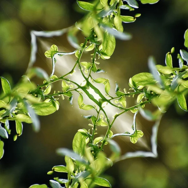 Gröna Blad Trädgården — Stockfoto