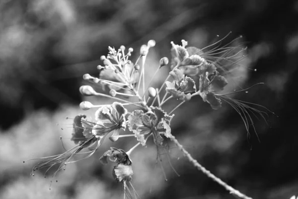 Beautiful Botanical Shot Natural Wallpaper — Stock Photo, Image