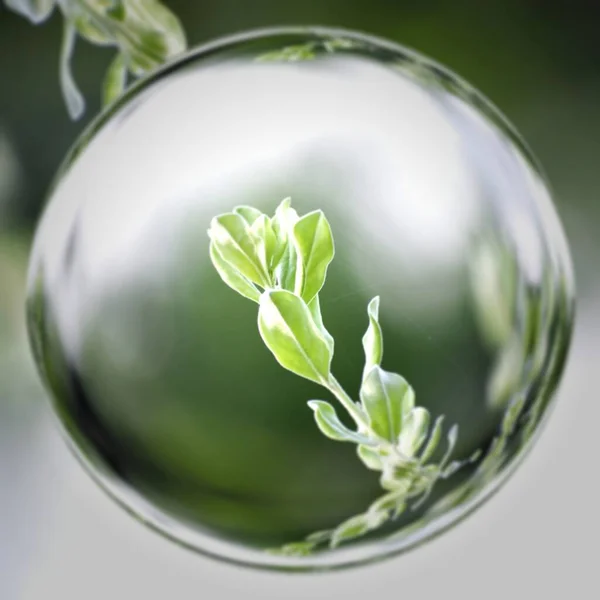 Glas Vatten Med Gröna Blad — Stockfoto