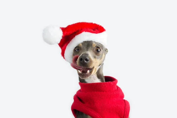 Malý Pes Převlečený Santa Clause Šedé Mini Pincher Štěně Kloboukem — Stock fotografie