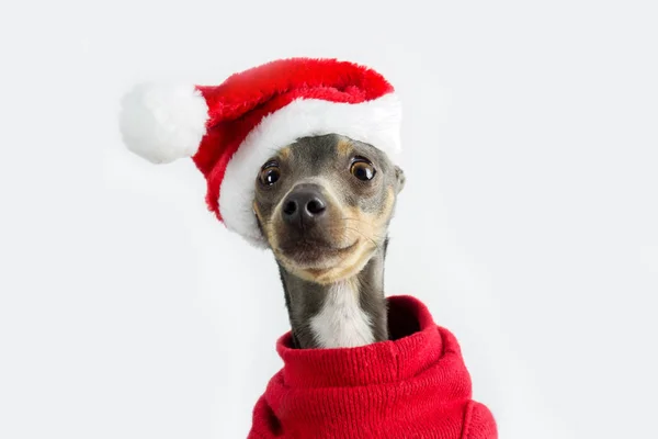 Cão Pequeno Vestido Pai Natal Cachorrinho Cinza Mini Pincher Com — Fotografia de Stock