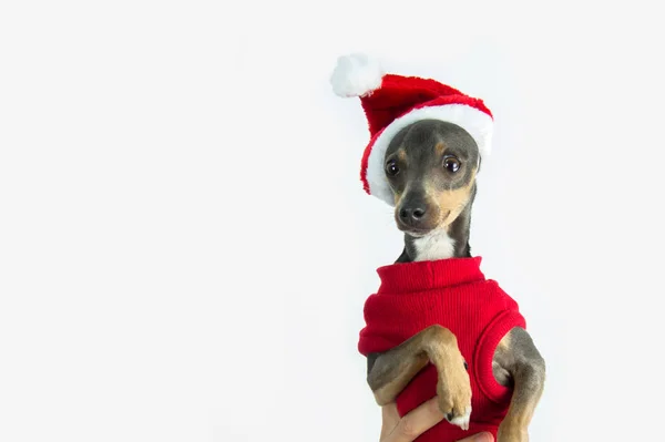 Маленькая Собачка Костюме Санта Клауса Серый Щенок Мини Пинчер Шляпе — стоковое фото