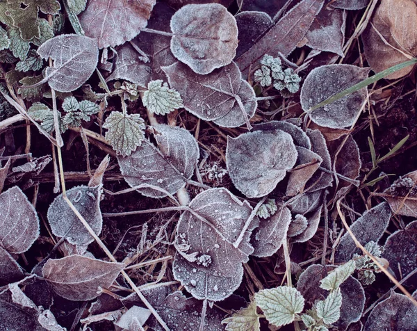 Herbstgefrorenes Laub mit Frost. Novemberromantik. — Stockfoto