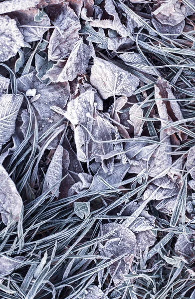 Herbstgefrorenes Laub mit Frost. Novemberromantik. — Stockfoto