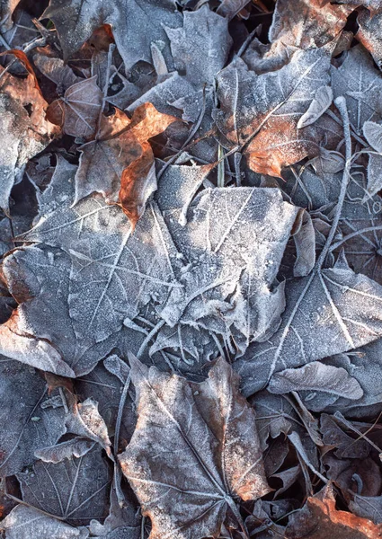 Herbstgefrorenes Laub mit Frost. Novemberromantik. — Stockfoto