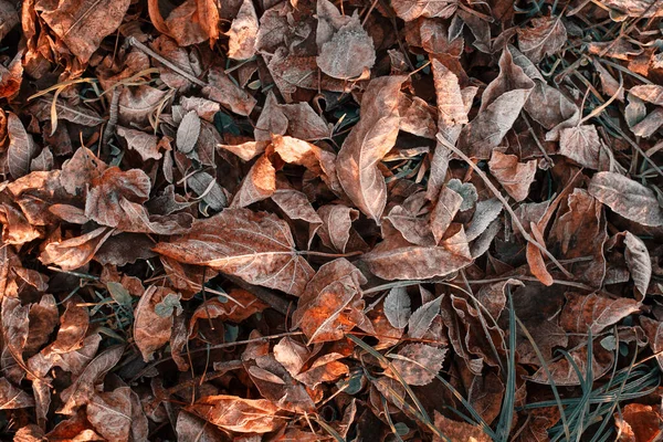 Őszi fagyott levelek fagy. Novemberi romantika. — Stock Fotó