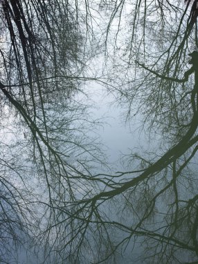 Sudaki ağaçların yansıması. Melankolik fotoğrafçılık.