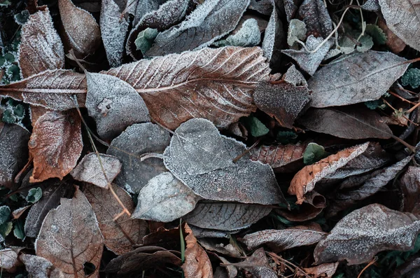 Outono folhas congeladas com geada. Novembro romance . — Fotografia de Stock