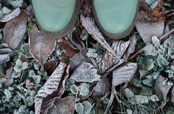 Toamna frunze înghețate cu îngheț. noiembrie romantism . — Fotografie, imagine de stoc