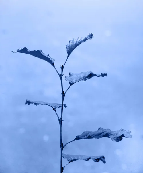 Ein Zweig mit Blättern in einem blauen Schlüssel. Foto blau gefärbt. — Stockfoto