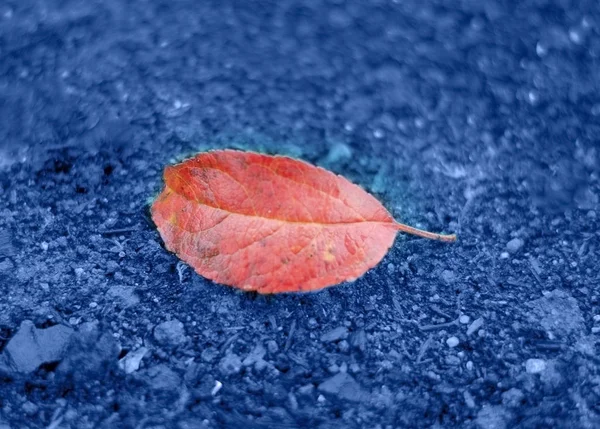 Una hoja de coral tirada en el suelo. La tendencia de 2020 . — Foto de Stock