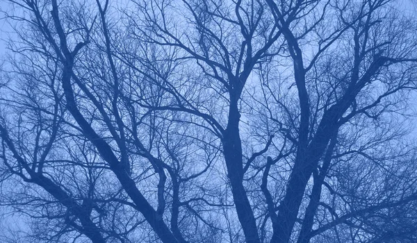 Blauer Baum ohne Blätter gegen den Himmel. blau getönt. — Stockfoto