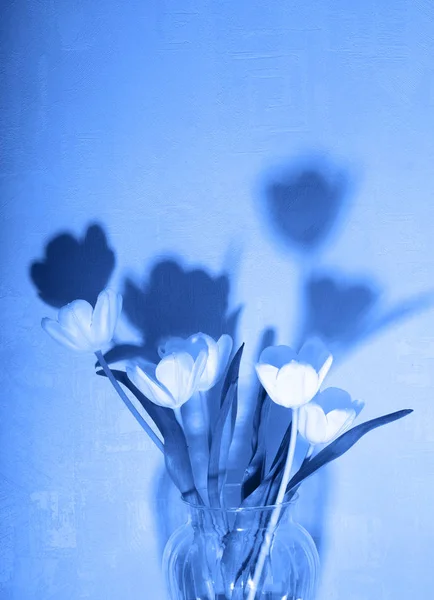 White tulips in a transparent vase. contrasting shadows on the wall. Conceptual photography. The blue coloring.