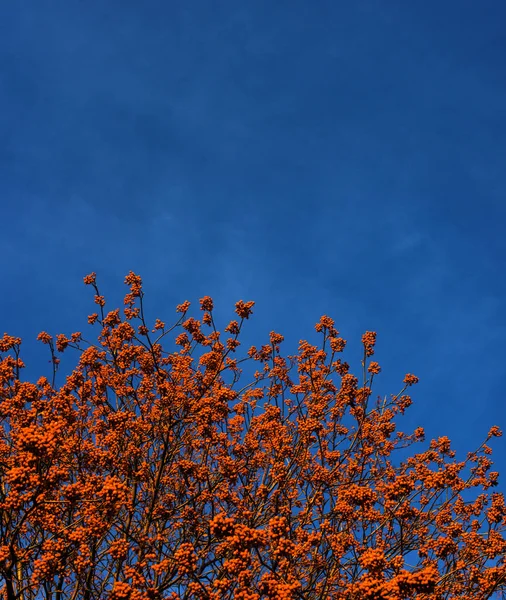 Heller Hintergrund. Rote Vogelbeeren gegen den blauen Himmel. — Stockfoto