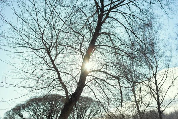 Wintersonniger Tag. die Sonne ist hinter dem Baum. — Stockfoto