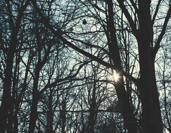 Winter Sunny evening. The sun is behind the tree. — Stockfoto