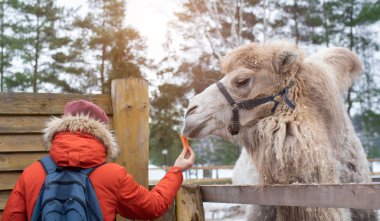 A young man in a red jacket feeds camels on a farm.