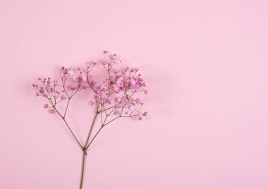 Pembe arka planda pembe bir çiçek filizi. Hassas bir fotoğraf. Pembe renk.