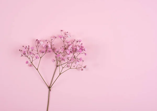 ピンクの背景にピンクの花の小枝 公開写真 ピンク色 — ストック写真