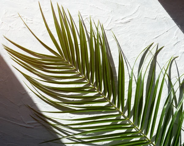 Palm Branch White Background Bright Sunlight Background Your Design — Stock Photo, Image