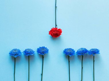 Mavi arka planda küçük mavi çiçekler. Bir kırmızı çiçek. Ritmik kompozisyon. Farklı sosyal kavramlar.