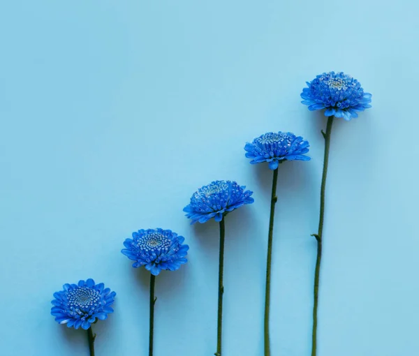 青い背景に青い小さな花を咲かせます リズミカルな構成 異なる社会的概念 — ストック写真