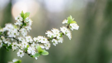 Bahar fotoğrafı. Ağaçta yeşil yapraklar ve beyaz çiçekler var. Güzel arkaplan.