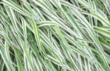 Çimenli desenli fotoğraf. Çimen yeşili arka plan. Bitki deseni..