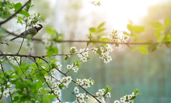 Tavaszi Fotó Zöld Lombozat Fehér Virágok Fán Gyönyörű Háttér — Stock Fotó